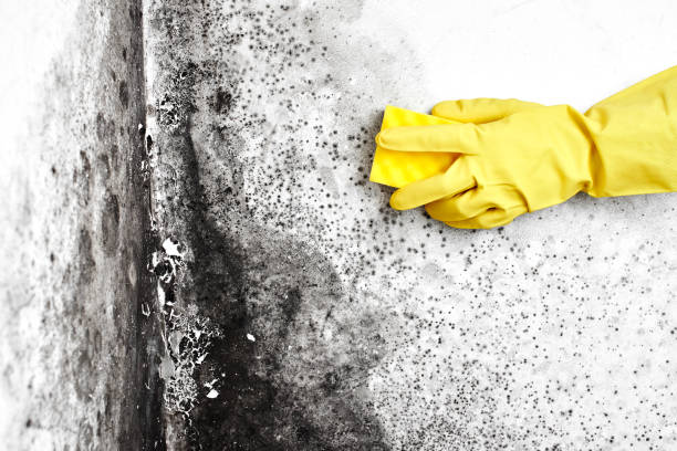 Best Biohazard Mold Removal  in Nashville, AR